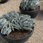 Kotyledón vlnitý (Cotyledon Undulata) - výška 20-30 cm, ⌀ 25-30 cm, kont. C5L